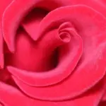 Er der nogen hårtørrer, der er særligt velegnet til kruset hår?